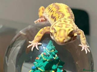 Gecko reptiles for sale - Advert 1