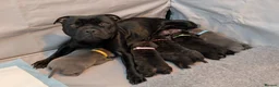 Staffordshire Bull Terrier dogs for sale: stunning Staffordshire Bull Terrier puppies. in Southampton - Advert 2