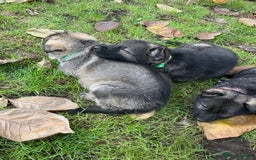 German Shepherd dogs for sale: 10 amazing german shepherd puppies - Advert 12