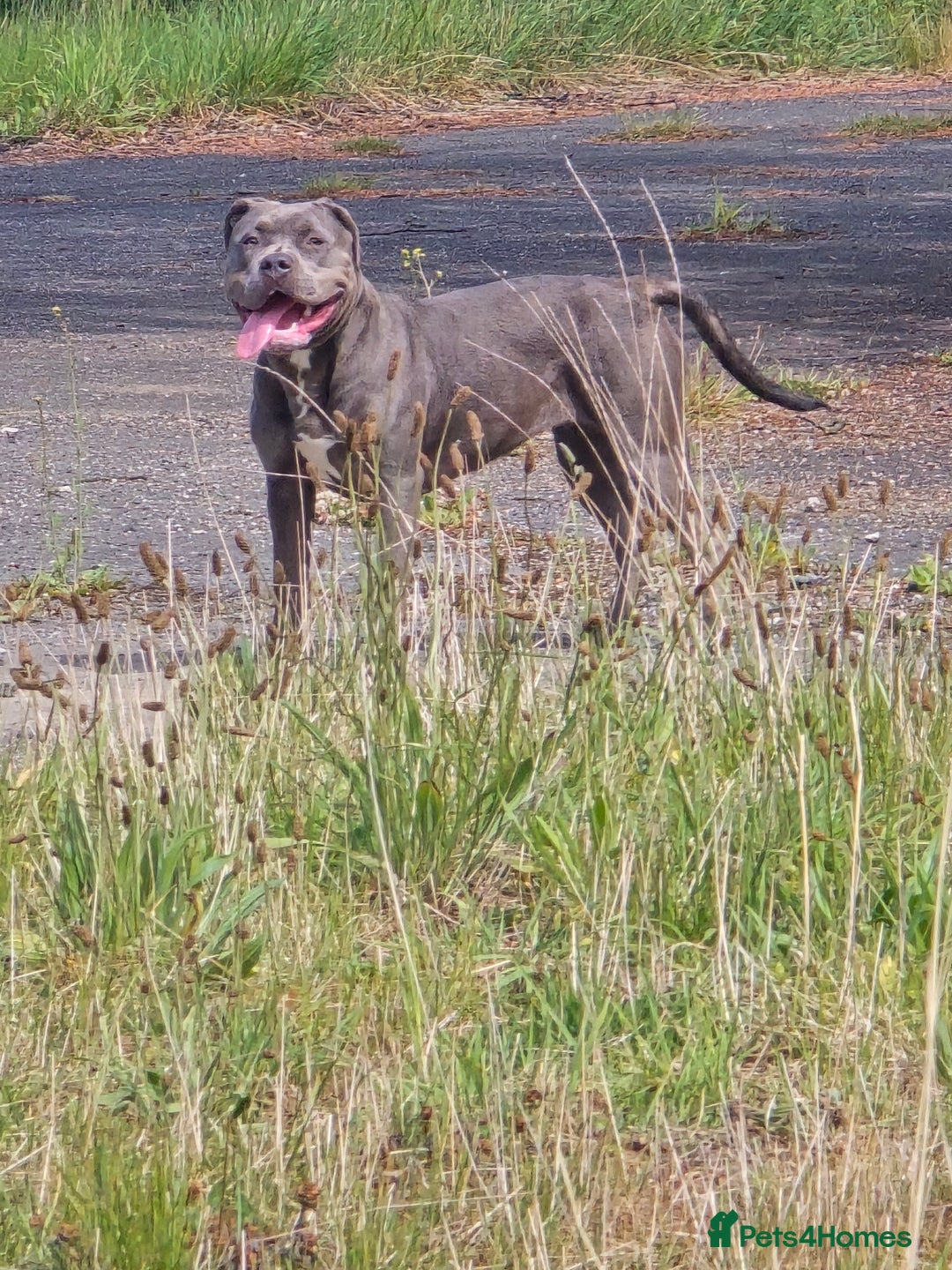 American Bulldog dogs for sale: American bulldog puppies - Image 7