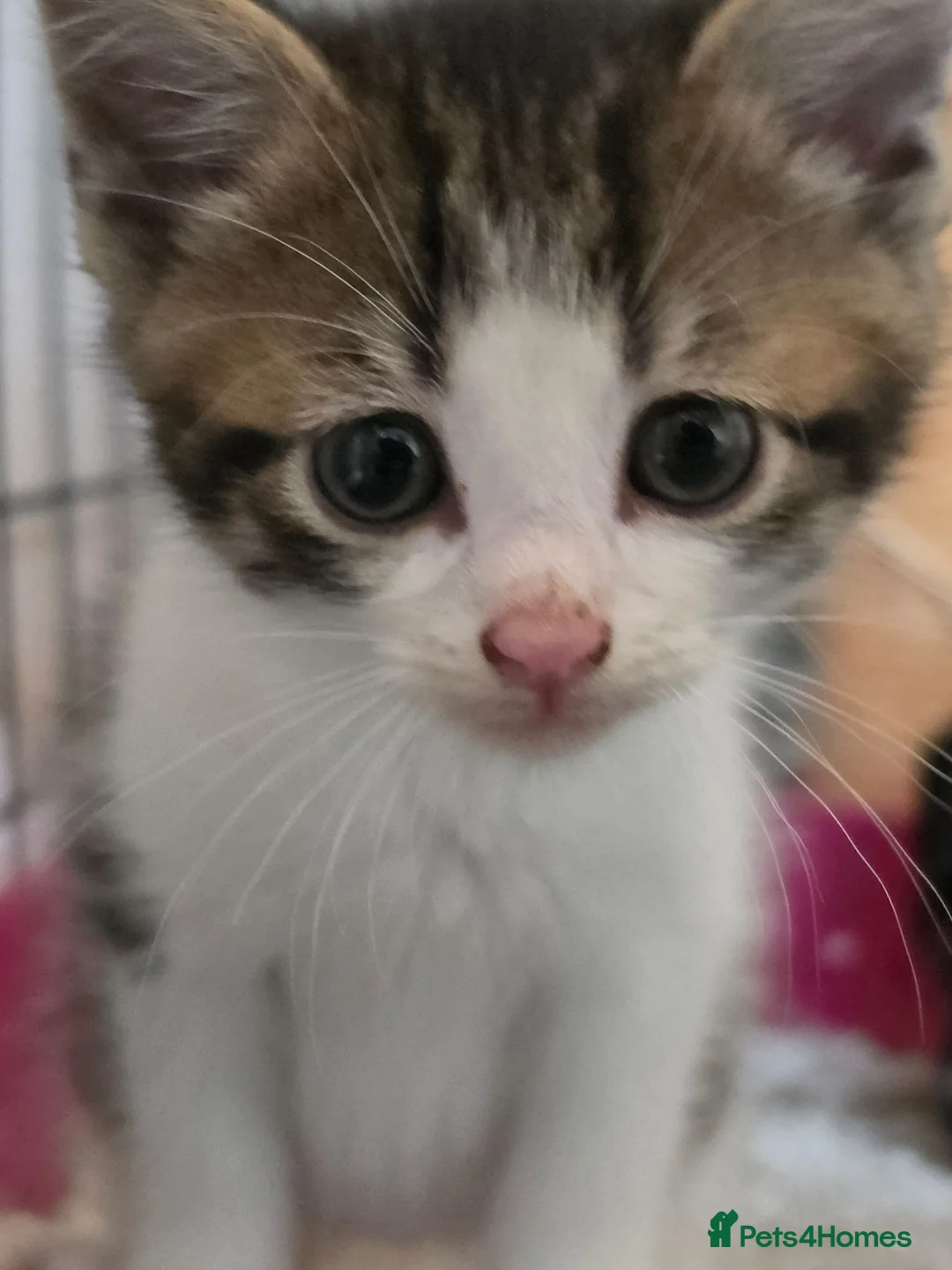 Mixed Breed cats for sale: Ragdoll x blue russian kittens - Advert 2
