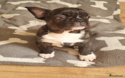 French Bulldog dogs for sale: Fench bulldogs  - Image 12