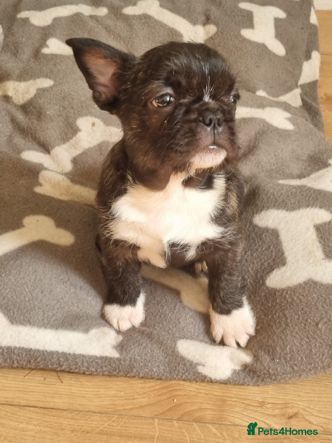 French Bulldog dogs for sale: Fench bulldogs  - Image 12