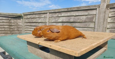 Guinea Pig rodents in Whitchurch - Advert 2
