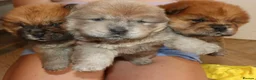 Chow Chow dogs for sale: 🧸 beautiful KC REGISTERED chow chow puppies 🧸 - Advert 8