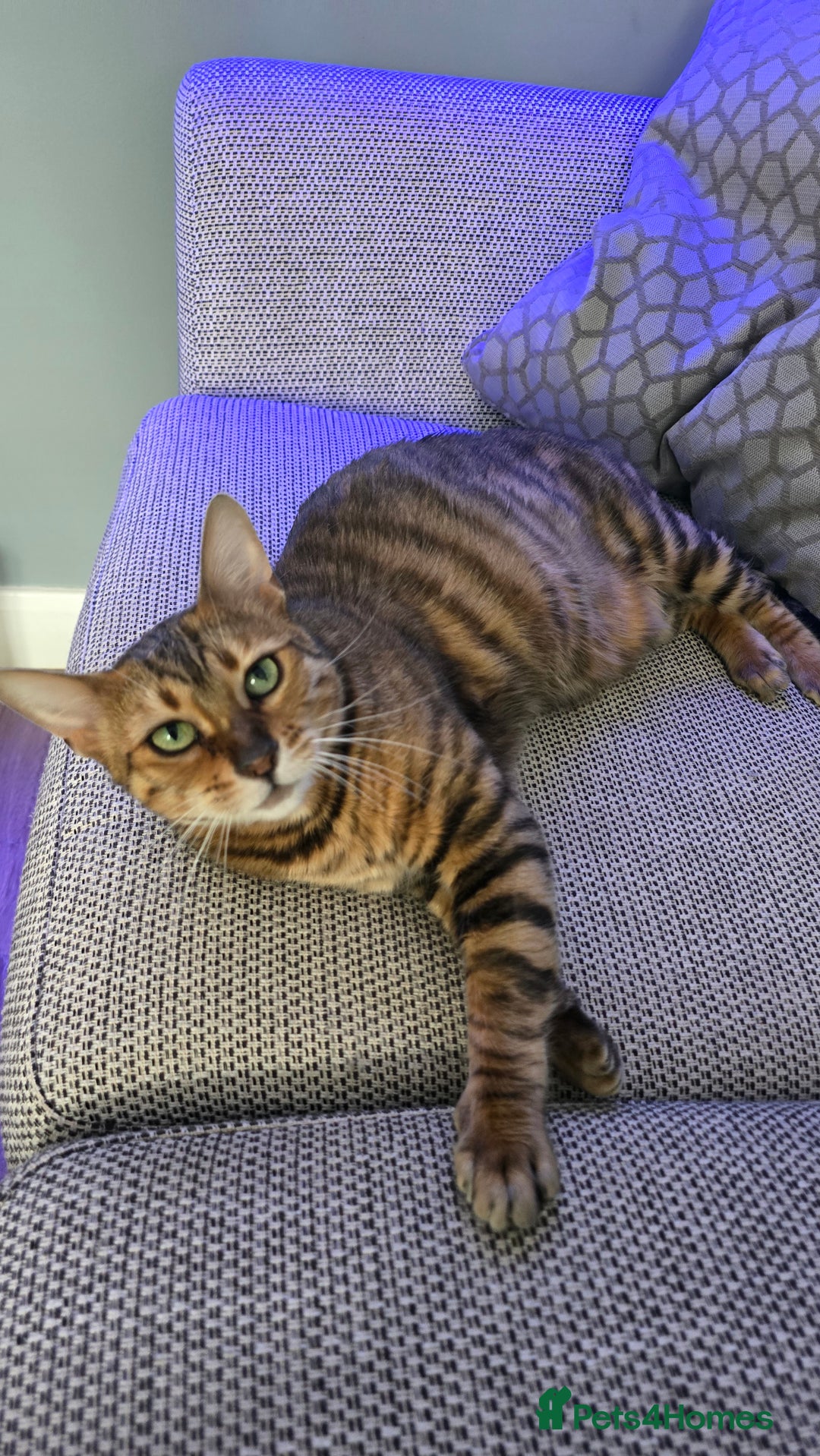 Toyger cats for sale: Super Loving Female Toyger (Spayed) - Image 1