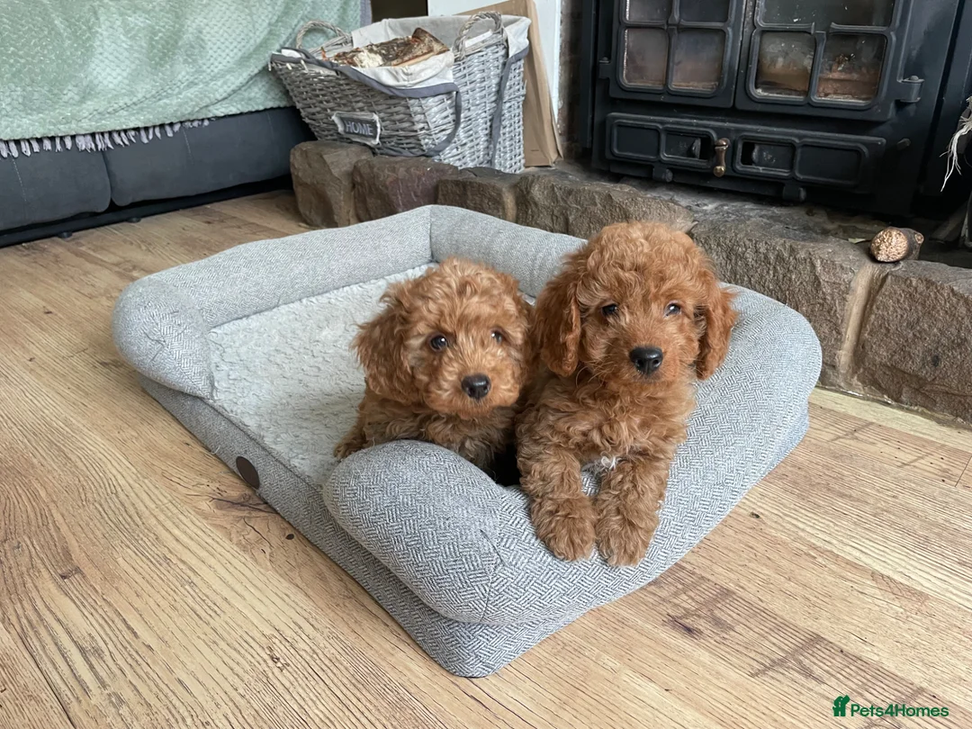 Cockapoo dogs for sale: F2B COCKAPOO PUPPIES  - Advert 1