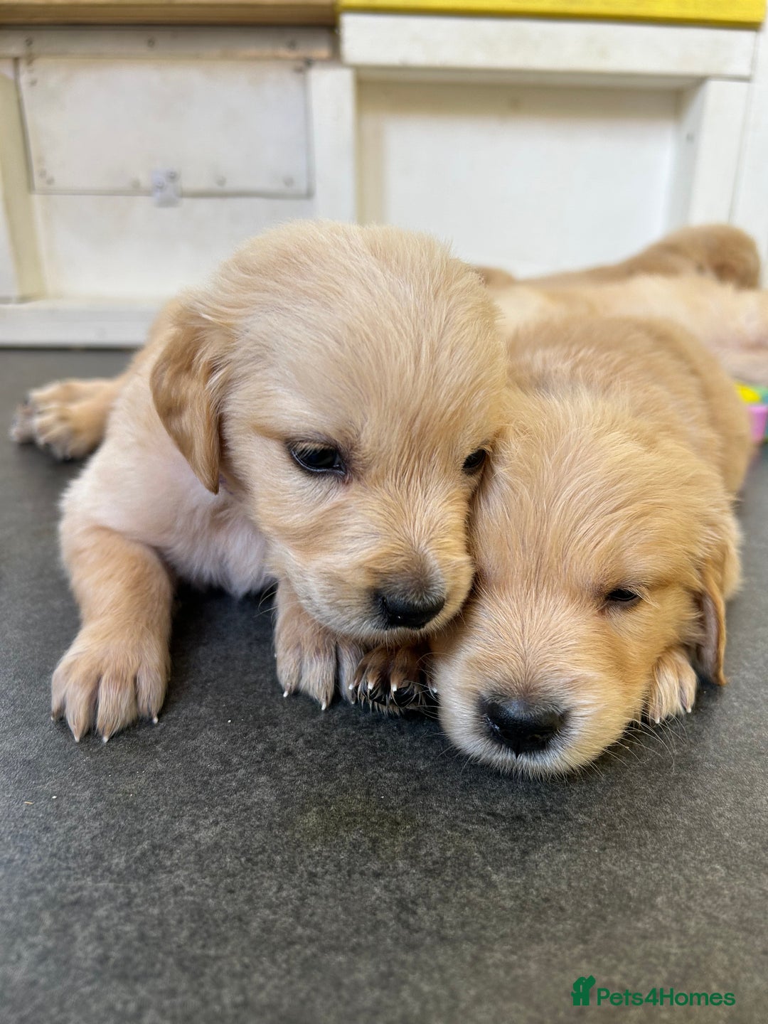 Golden Retriever dogs for sale: Golden retriever puppies for sale  - Image 12