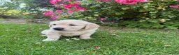 Golden Retriever dogs for sale: Chunky golden retriever puppies, kc registered in Poulton-le-Fylde - Advert 8