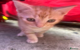British Shorthair cats for sale: Kittens  - Image 5