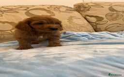 Cockapoo dogs for sale: F1 Cockapoo pups for sale  - Image 4