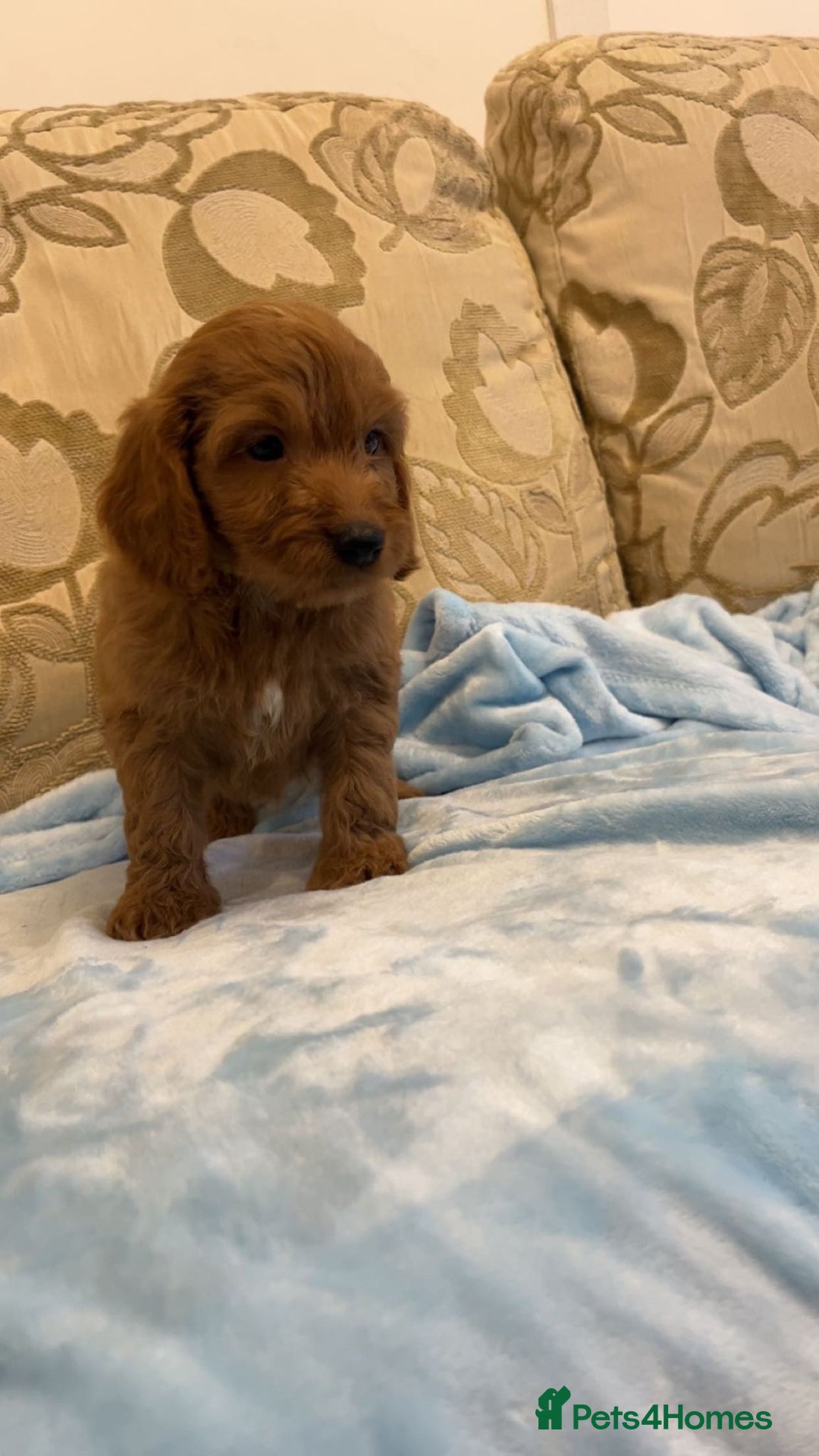 Cockapoo dogs for sale: F1 Cockapoo pups for sale  - Image 4