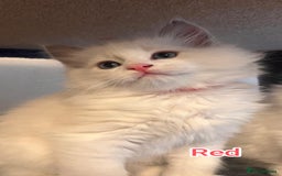 Ragdoll cats for sale: Beautiful Ragdoll Kittens GCCF registered  - Image 11
