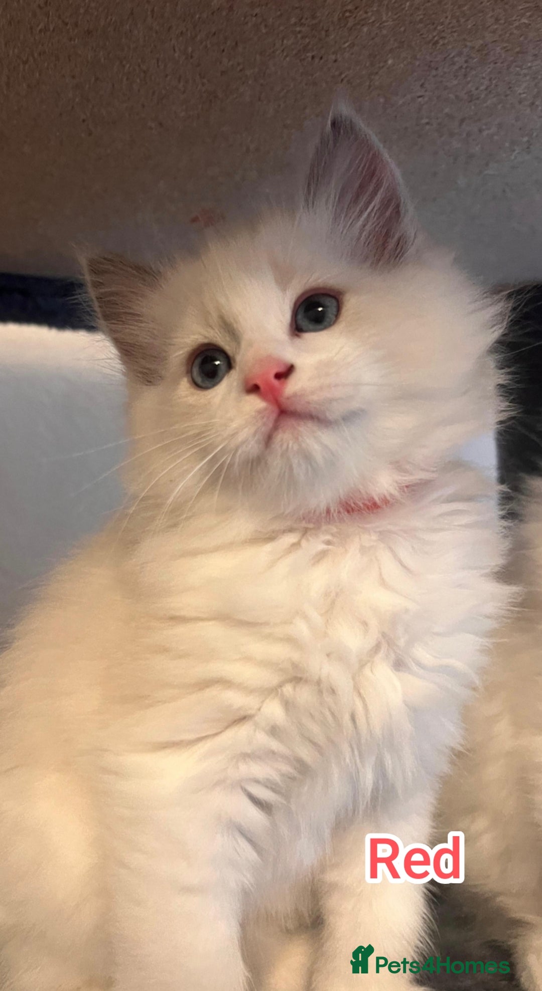 Ragdoll cats for sale: Beautiful Ragdoll Kittens GCCF registered  - Image 11