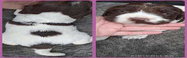 Sprocker Puppy 5