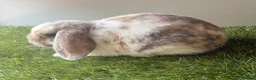 Mini Lop rabbits for sale: Stunning mini lop babies - amazing temperaments  - Advert 2