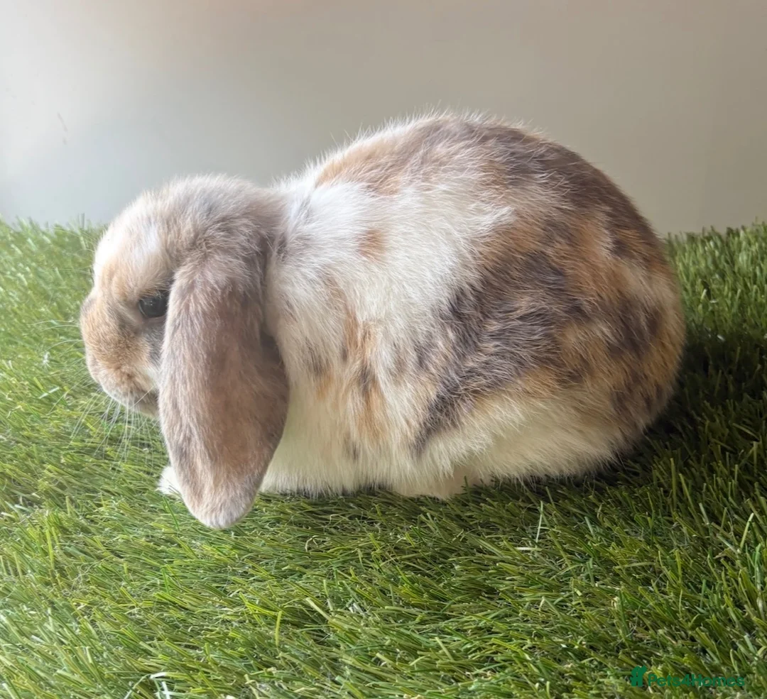 Mini Lop rabbits for sale: Stunning mini lop babies - amazing temperaments  - Advert 2