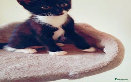 Mixed Breed cats for sale: 6 LOVELY AND BRILLIANT KITTENS LOOKING FOR HOME!!! - Image 8