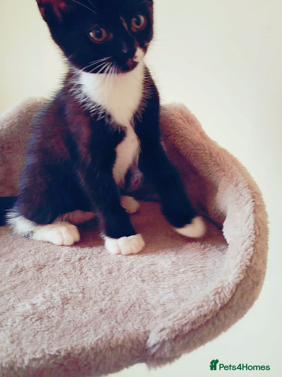 Mixed Breed cats for sale: 6 LOVELY AND BRILLIANT KITTENS LOOKING FOR HOME!!! - Image 8