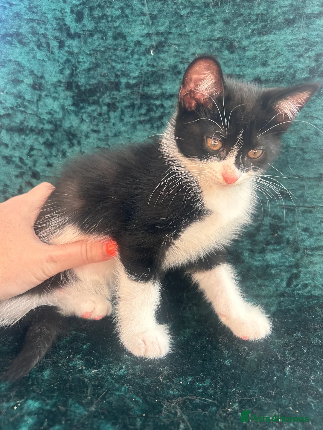 Mixed Breed cats for sale: Male and Female  in Eastbourne - Advert 2