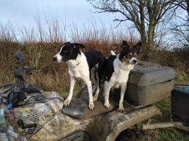 Border Collie dogs Farm bred Border Collie Pups for sale. - Advert 2