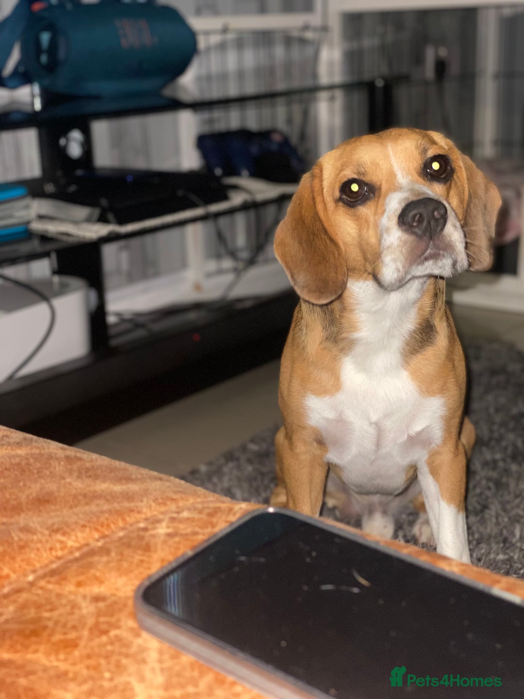 Beagle dogs for stud: Thor  in London - Image 1