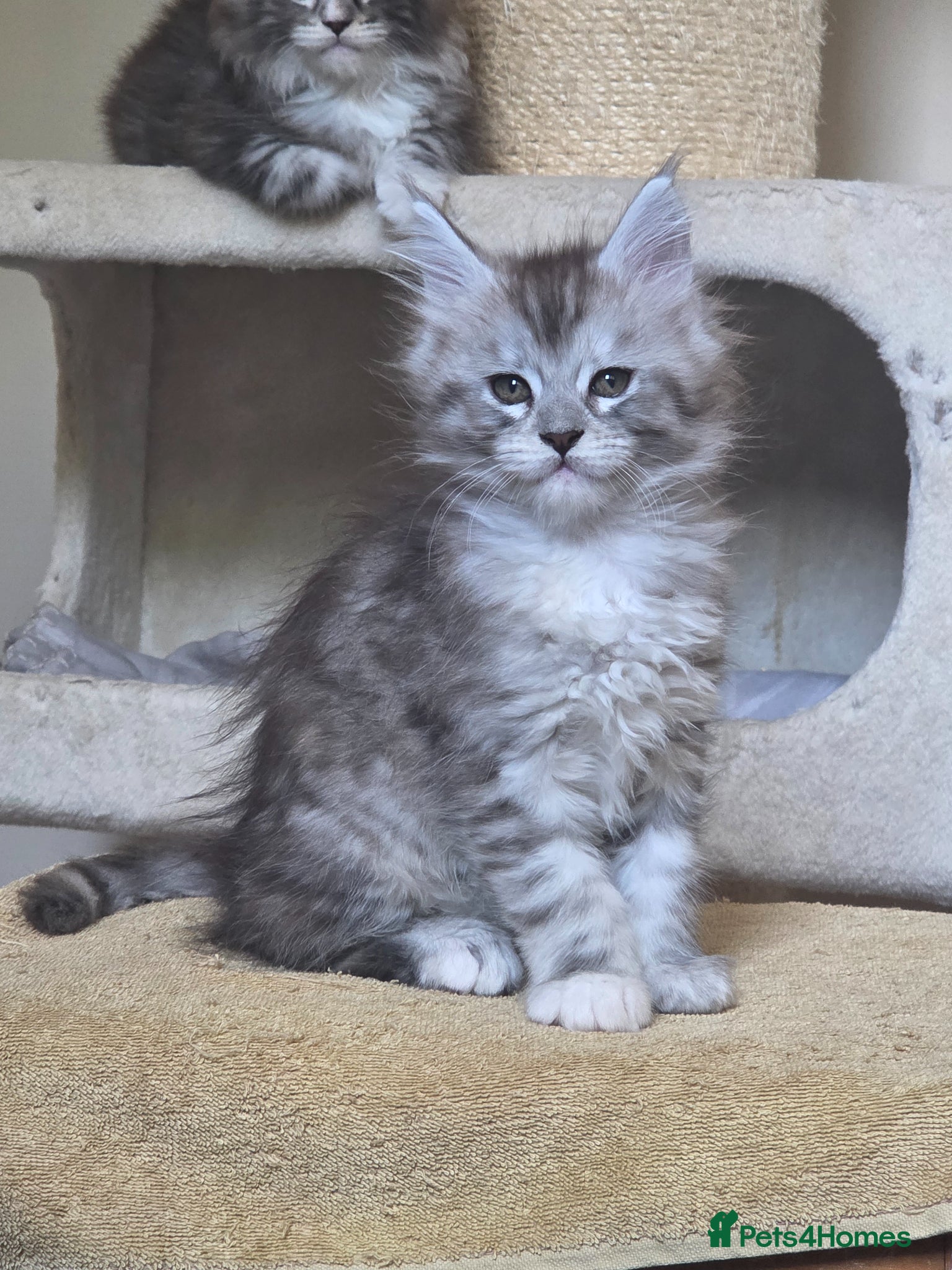 Maine Coon cats Outstanding Quality shaded line Boys - Advert 2