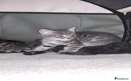 Domestic Shorthair cats for sale: Beautiful boys for sale  - Image 14