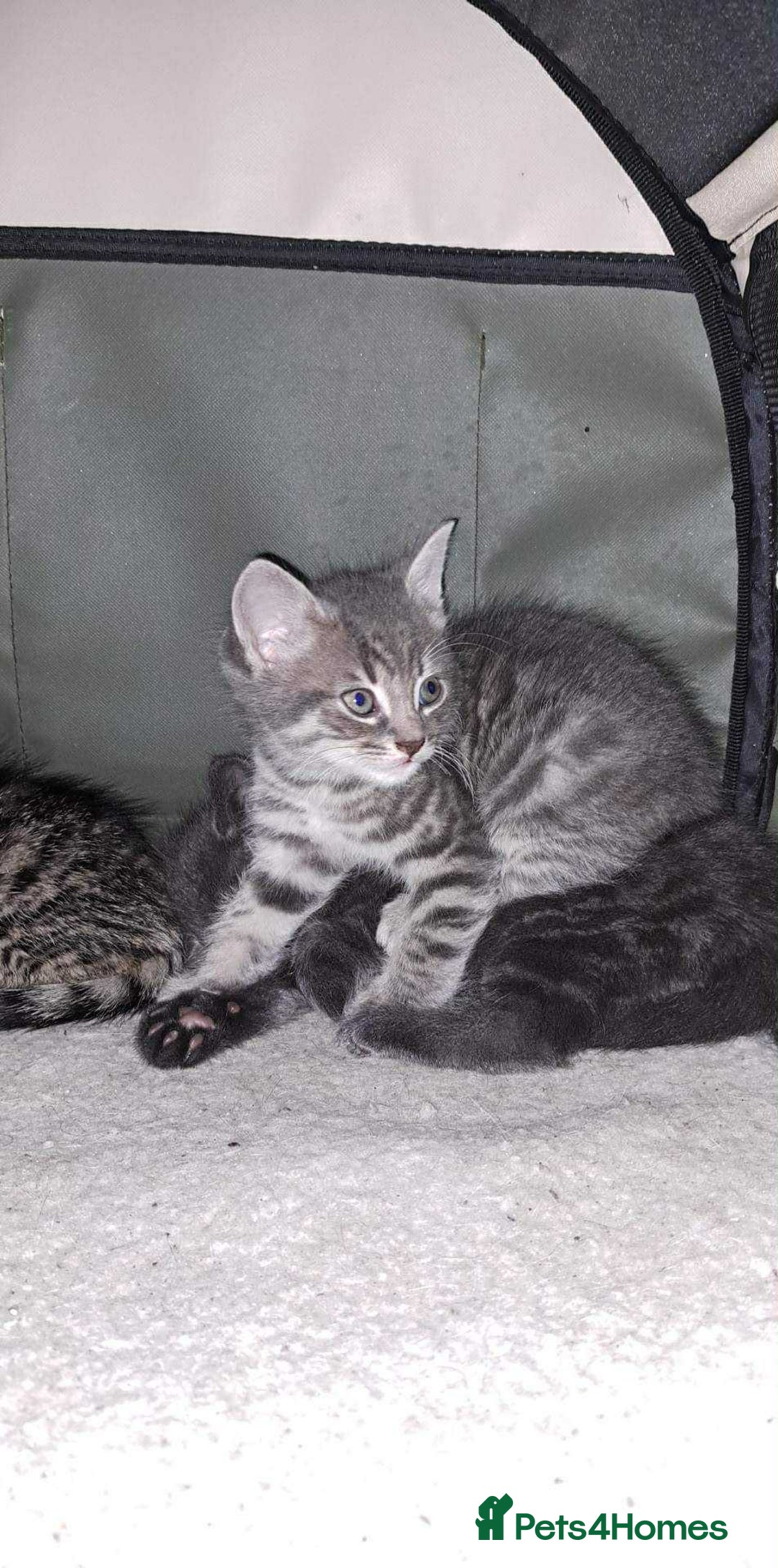 Domestic Shorthair cats for sale: Beautiful boys for sale  - Image 14