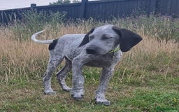 Mixed Breed dogs for adoption: Arlo 4 month old pointer cross puppy  - Image 1