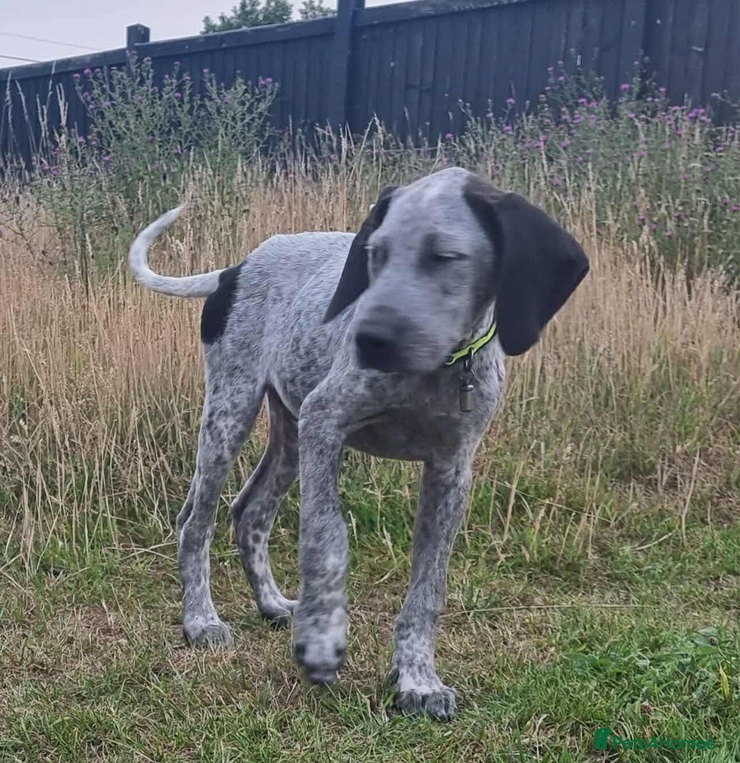 Mixed Breed dogs for adoption: Arlo 4 month old pointer cross puppy  - Image 1