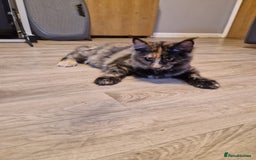 Maine Coon cats for sale: 2 Large Tica Maine Coon Kittens - Image 5