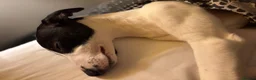 Whippet dogs for sale: Lovely whippet girl for sale.  - Advert 5