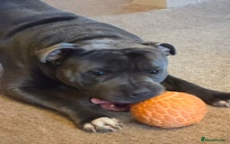 Staffordshire Bull Terrier dogs for sale: Beautiful Staffordshire bull terrier - Image 2