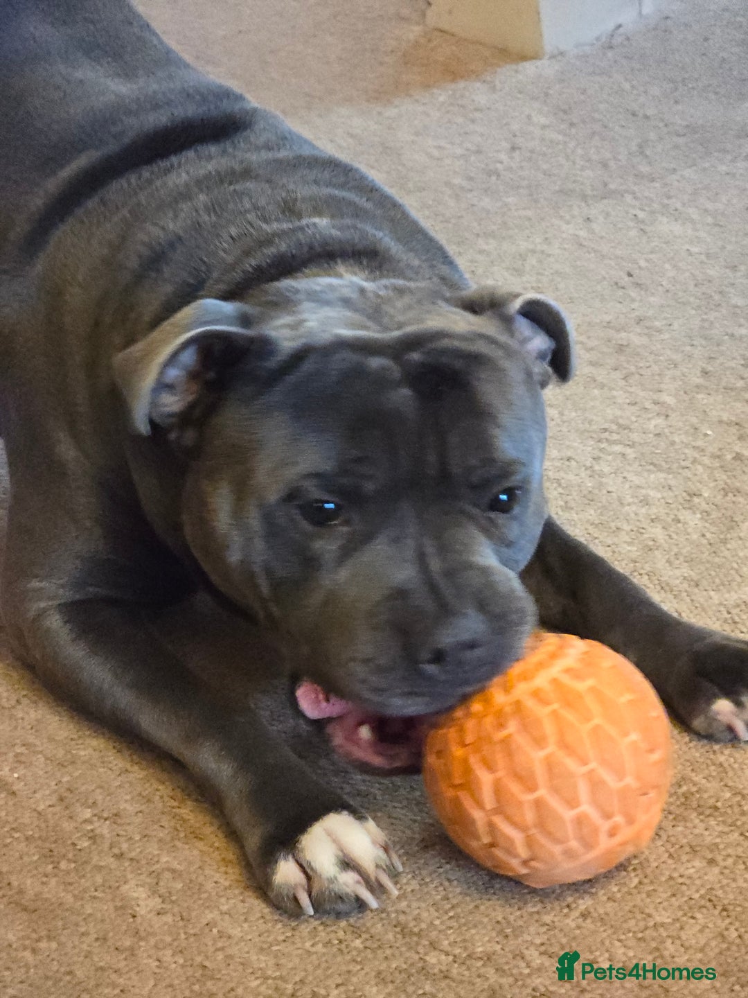 Staffordshire Bull Terrier dogs for sale: Beautiful Staffordshire bull terrier - Image 2