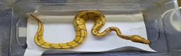 Python Snake reptiles for sale: Various ball pythons  - Advert 12