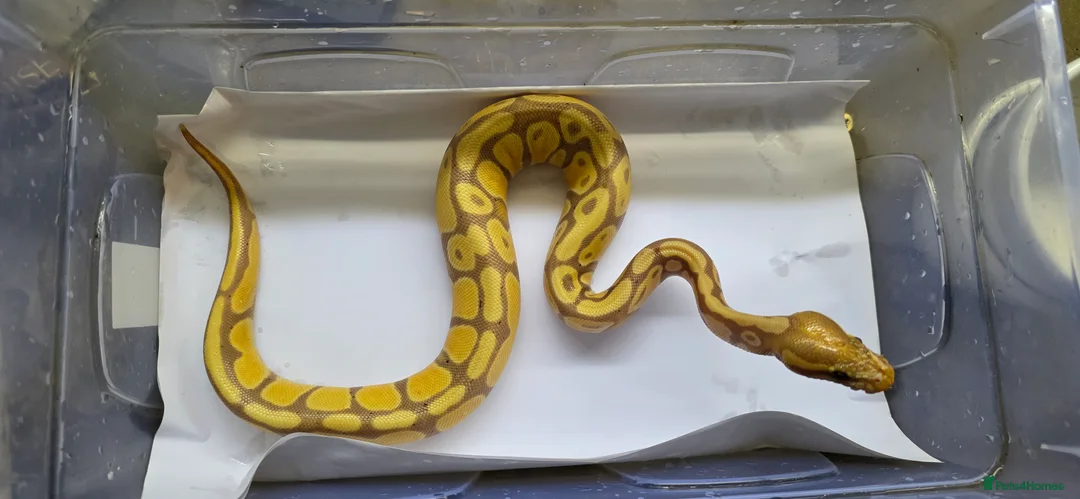 Python Snake reptiles for sale: Various ball pythons  - Advert 12
