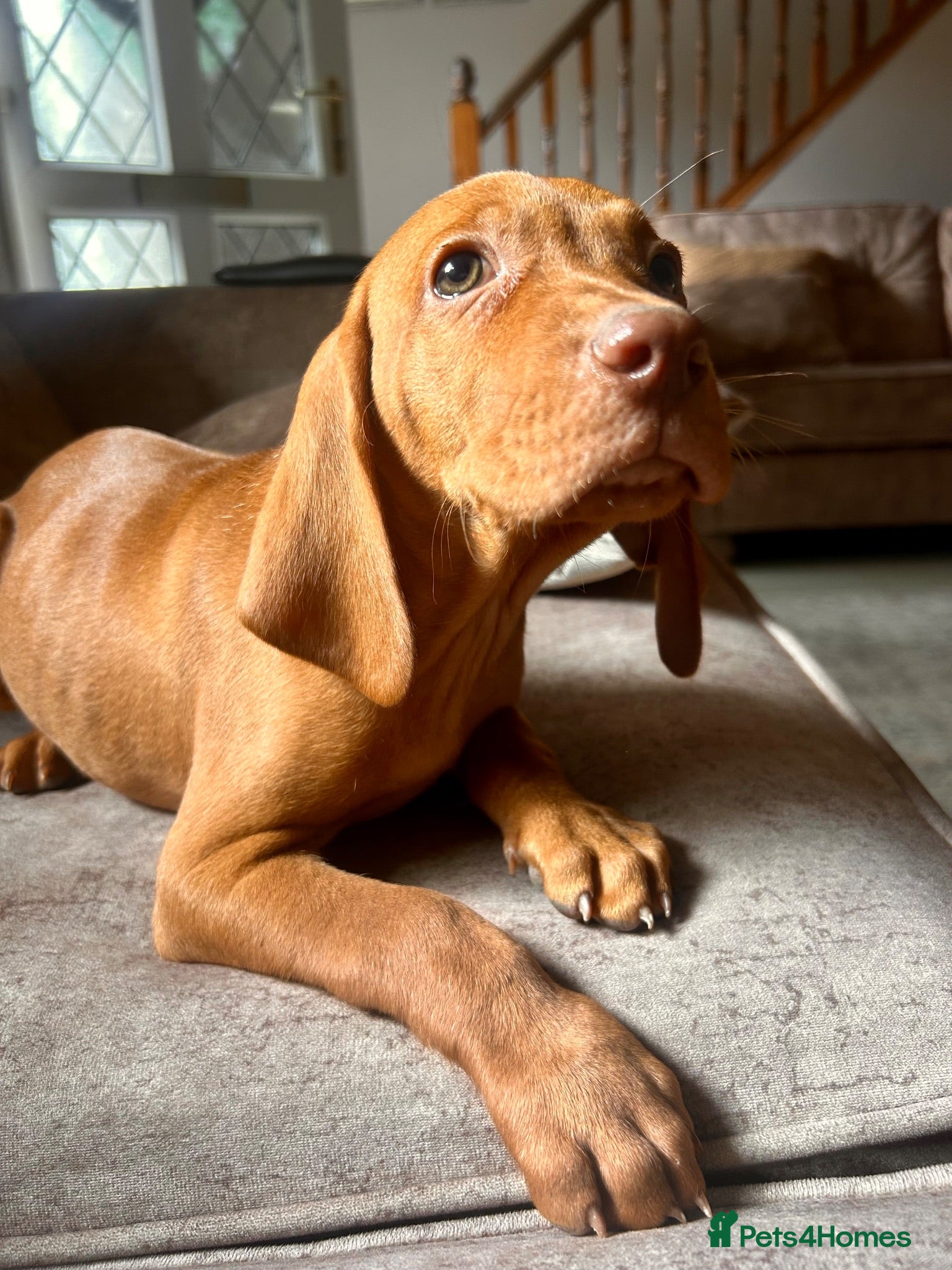 Hungarian Vizsla dogs Hungarian viszla puppies  - Advert 2