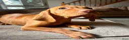 Hungarian Vizsla dogs for sale: LAST 3 HUNGARIAN VISZLA PUPS - Advert 11