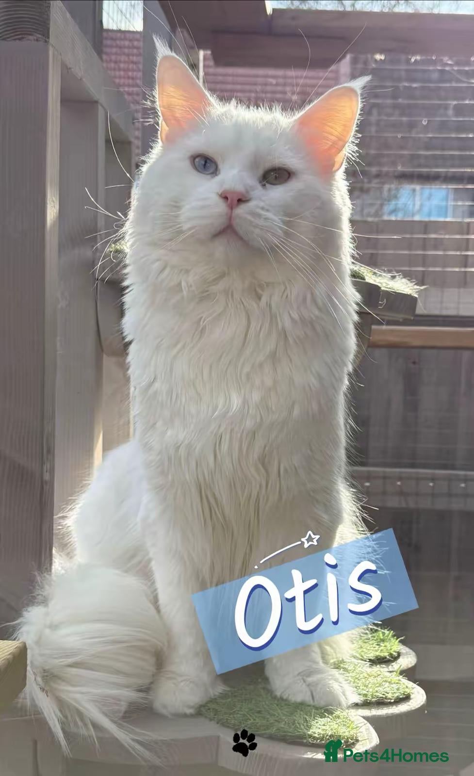 Maine Coon cats White Odd-Eyed Stud - Maine coon – Otis - Advert 3