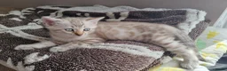 Bengal cats for sale: Snow Leopard Bengal Kitten - Advert 14
