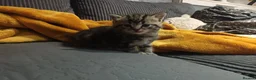 Mixed Breed cats for sale: The Magnificent Seven - Advert 7