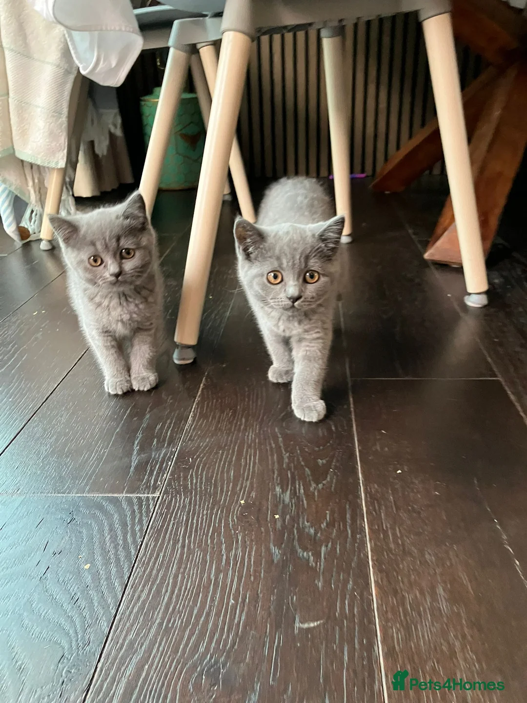 British Shorthair cats for sale: 3x Males British Shorthair Kittens - Advert 2