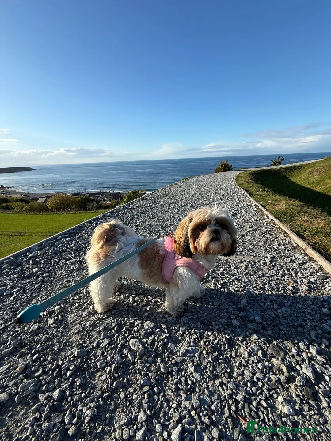 Shih Tzu dogs for stud: Looking for a Shih Tzu stud dog in Buckie - Advert 1