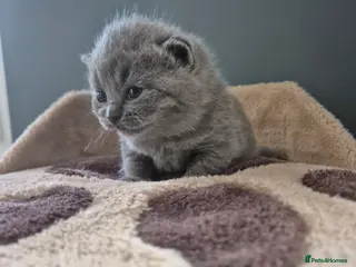 British Shorthair cats LAST ONE REMAINING! British Shorthair Kittens - Advert 13