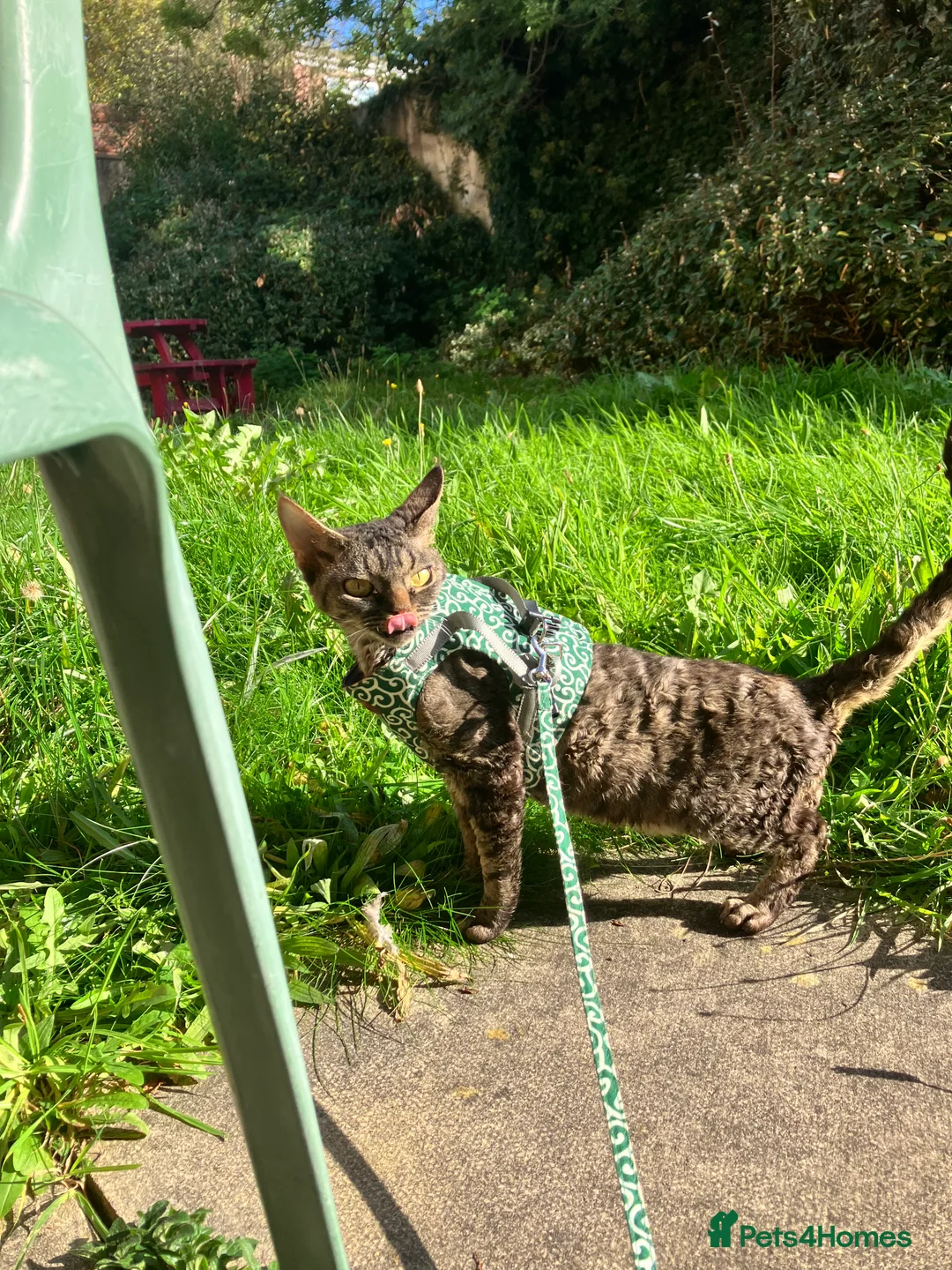 Devon Rex cats for sale: GCCF Registered Young Adult Females - Advert 8