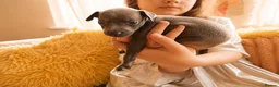 Italian Greyhound dogs for sale: 1 BOY LEFT Italian Greyhound Puppies - Advert 12
