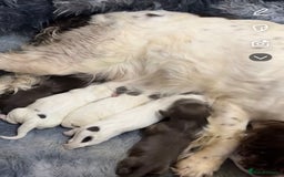 Sprocker dogs for sale: 7 Beautiful sprocker puppies  - Image 11