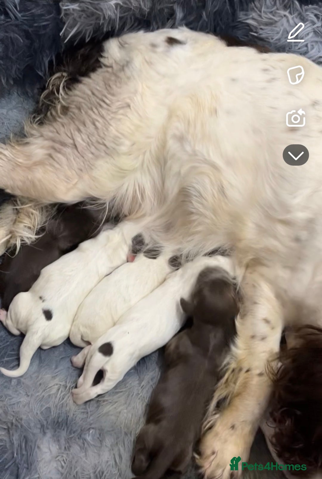 Sprocker dogs for sale: 7 Beautiful sprocker puppies  - Image 11