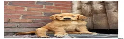 Golden Retriever dogs for sale: Quality KC Registered Golden Retriever Puppies - Advert 11